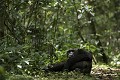 Chimpanze sauvage au repos au sol. 
Wild Chimpanzee at rest on ground.
(Pan troglodytes schweinfurthi)
Foret du Parc National de Kibale. Ouganda,
Kibale National Park. Uganda. 
 Pan troglodytes 
 scheinfurthi 
 Afrique 
 Africa 
 mammifere 
 mammal 
 Kibale 
 forest 
 foret 
 Parc National 
 National Park 
 singe 
 grand singe 
 Ape 
 Great Ape 
 chimpanze 
 chimpanzee 
 chimp 
 animal 
 espece 
 repos 
 sieste 
 sommeil 
 dormir 
 nap 
 ground 
 rest 
 OUGANDA - Uganda, 
 KIbale National Park,  