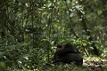 Chimpanze sauvage baillat au repos au sol..
 Wild Chimpanzee at rest and Yawning.
(Pan troglodytes schweinfurthi)
Foret du Parc National de Kibale. Ouganda,
Kibale National Park. Uganda. 
 Pan troglodytes 
 scheinfurthi 
 Afrique 
 Africa 
 mammifere 
 mammal 
 Kibale 
 forest 
 foret 
 Parc National 
 National Park 
 singe 
 grand singe 
 Ape 
 Great Ape 
 chimpanze 
 chimpanzee 
 chimp 
 animal 
 espece 
 bailler 
 Yawning 
 sommeil 
 dent 
 menace 
 fatigue 
 OUGANDA - Uganda, 
 KIbale National Park,  
