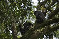 Chimpanze sauvage. Wild Chimpanze.
(Pan troglodytes schweinfurthi)
Foret du Parc National de Kibale. Ouganda,
Kibale National Park. Uganda. 
 Pan troglodytes 
 scheinfurthi 
 Afrique 
 Africa 
 mammifere 
 mammal 
 Kibale 
 forest 
 foret 
 Parc National 
 National Park 
 singe 
 grand singe 
 Ape 
 Great Ape 
 chimpanze 
 chimpanzee 
 chimp 
 animal 
 espece 
 OUGANDA - Uganda, 
 KIbale National Park,  
