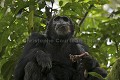 Chimpanze sauvage. Wild Chimpanze.
(Pan troglodytes schweinfurthi)
Foret du Parc National de Kibale. Ouganda,
Kibale National Park. Uganda. 
 Pan troglodytes 
 scheinfurthi 
 Afrique 
 Africa 
 mammifere 
 mammal 
 Kibale 
 forest 
 foret 
 Parc National 
 National Park 
 singe 
 grand singe 
 Ape 
 Great Ape 
 chimpanze 
 chimpanzee 
 chimp 
 animal 
 espece 
 OUGANDA - Uganda, 
 KIbale National Park,  