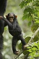 Chimpanze sauvage. Wild Chimpanze.
(Pan troglodytes schweinfurthi)
Foret du Parc National de Kibale. Ouganda,
Kibale National Park. Uganda. 
 Pan troglodytes 
 scheinfurthi 
 Afrique 
 Africa 
 mammifere 
 mammal 
 Kibale 
 forest 
 foret 
 Parc National 
 National Park 
 singe 
 grand singe 
 Ape 
 Great Ape 
 chimpanze 
 chimpanzee 
 chimp 
 animal 
 espece 
 OUGANDA - Uganda, 
 KIbale National Park,  