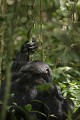 Chimpanze sauvage. Wild Chimpanze.
(Pan troglodytes schweinfurthi)
Foret du Parc National de Kibale. Ouganda,
Kibale National Park. Uganda. 
 Pan troglodytes 
 scheinfurthi 
 Afrique 
 Africa 
 mammifere 
 mammal 
 Kibale 
 forest 
 foret 
 Parc National 
 National Park 
 singe 
 grand singe 
 Ape 
 Great Ape 
 chimpanze 
 chimpanzee 
 chimp 
 animal 
 espece 
 OUGANDA - Uganda, 
 KIbale National Park,  