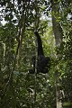 Chimpanzés dans la canopée.
(Pan troglodytes scheinfurthi).
Ouganda. Pan troglodytes 
 scheinfurthi 
 Afrique 
 Africa 
 mammifere 
 mammal 
 Kibale 
 forest 
 foret 
 Parc National 
 National Park 
 singe 
 grand singe 
 Ape 
 Great Ape 
 chimpanze 
 chimpanzee 
 chimp 
 animal 
 espece 
