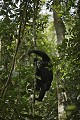 Chimpanze sauvage descendant une liane. 
Wild Chimpanzee coming down from a tree on a vine.
(Pan troglodytes schweinfurthi)
Foret du Parc National de Kibale. Ouganda,
Kibale National Park. Uganda. 
 Africa 
 Afrique 
 Ape 
 chimpanze 
 Chimpanzee 
 forest 
 foret 
 Great Ape 
 mammal 
 mammifere 
 Ouganda 
 Pan troglodytes schweinfurthi 
 primate 
 Uganda 
 Kibale 
 Parc National 
 National Park 
 wild 
 singe 
 grand singe 
 regard 
 genes 
 OUGANDA - Uganda, 
 KIbale National Park,  