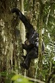 Chimpanze sauvage, jeune et sa mere descendant un arbre. 
Wild Chimpanzees : Young and its mother coming down from a fig tree.
(Pan troglodytes schweinfurthi)
Foret du Parc National de Kibale. Ouganda,
Kibale National Park. Uganda. 
 Africa 
 Afrique 
 Ape 
 chimpanze 
 Chimpanzee 
 forest 
 foret 
 Great Ape 
 mammal 
 mammifere 
 Ouganda 
 Pan troglodytes schweinfurthi 
 primate 
 Uganda 
 Kibale 
 Parc National 
 National Park 
 wild 
 singe 
 grand singe 
 regard 
 genes 
 OUGANDA - Uganda, 
 KIbale National Park,  