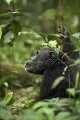 Chimpanze sauvage. Wild Chimpanzes.
(Pan troglodytes schweinfurthi)
Foret du Parc National de Kibale. Ouganda,
Kibale National Park. Uganda, 
 Pan troglodytes 
 scheinfurthi 
 Afrique 
 Africa 
 mammifere 
 mammal 
 Kibale 
 forest 
 foret 
 Parc National 
 National Park 
 singe 
 grand singe 
 Ape 
 Great Ape 
 chimpanze 
 chimpanzee 
 chimp 
 animal 
 espece 
 OUGANDA - Uganda, 
 KIbale National Park,  