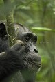 Chimpanze sauvage. Wild Chimpanzes.
(Pan troglodytes schweinfurthi)
Foret du Parc National de Kibale. Ouganda,
Kibale National Park. Uganda, 
 Pan troglodytes 
 scheinfurthi 
 Afrique 
 Africa 
 mammifere 
 mammal 
 Kibale 
 forest 
 foret 
 Parc National 
 National Park 
 singe 
 grand singe 
 Ape 
 Great Ape 
 chimpanze 
 chimpanzee 
 chimp 
 animal 
 espece 
 gros plan 
 close-up 
 portrait 
 plan serre 
 tete 
 detail 
 head 
 regard 
 eyes 
 OUGANDA - Uganda, 
 KIbale National Park,  