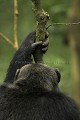 Chimpanze sauvage. Wild Chimpanzes.
(Pan troglodytes schweinfurthi)
Foret du Parc National de Kibale. Ouganda,
Kibale National Park. Uganda, 
 Pan troglodytes 
 scheinfurthi 
 Afrique 
 Africa 
 mammifere 
 mammal 
 Kibale 
 forest 
 foret 
 Parc National 
 National Park 
 singe 
 grand singe 
 Ape 
 Great Ape 
 chimpanze 
 chimpanzee 
 chimp 
 animal 
 espece 
 OUGANDA - Uganda, 
 KIbale National Park,  