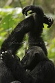 Chimpanze sauvage en grooming. Femelle et mâle dominant.
Wild Chimpanzees in Hand-Clast Grooming, Dominant male and female.
(Pan troglodytes schweinfurthi)
Foret du Parc National de Kibale. Ouganda,
Kibale National Park. Uganda, 
 Pan troglodytes 
 scheinfurthi 
 Afrique 
 Africa 
 mammifere 
 mammal 
 Kibale 
 forest 
 foret 
 Parc National 
 National Park 
 singe 
 grand singe 
 Ape 
 Great Ape 
 chimpanze 
 chimpanzee 
 chimp 
 animal 
 espece 
 grooming 
 epouillage 
 groupe 
 societe 
 ensemble 
 comportement 
 OUGANDA - Uganda, 
 KIbale National Park,  
