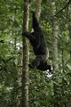 Chimpanze sauvage. Wild Chimpanzes.
(Pan troglodytes schweinfurthi)
Foret du Parc National de Kibale. Ouganda,
Kibale National Park. Uganda, Pan troglodytes 
 scheinfurthi 
 Afrique 
 Africa 
 mammifere 
 mammal 
 Kibale 
 forest 
 foret 
 Parc National 
 National Park 
 singe 
 grand singe 
 Ape 
 Great Ape 
 chimpanze 
 chimpanzee 
 chimp 
 animal 
 espece 
 OUGANDA - Uganda, 
 KIbale National Park, 