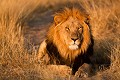 Lion du désert du Kalahari.
(Panthera leo).
Désert du Kalahari Central.
Botswana. Big five 
 Panthera leo 
 cat 
 félin 
 lion,
Kalahari,
Panthera,
leo,
Désert,
desert,
Central,
Botswana,
crinière,
noire,
mane,
 