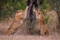 Lionnes en train de se faire les griffes sur un arbre et se détendre les muscles. (Panthera leo). South Africa. Big five 
 Panthera leo 
 Pirvate Game Reserve 
 Private 
 cat 
 félin 
 lion,
claws,
scratching,
tree,
female,
femelle,
 