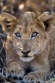 Lionceau. (Panthera leo). Sabi Sand Private Game Reserve. South Africa. Big five 
 Panthera leo 
 Pirvate Game Reserve 
 Private 
 cat 
 félin 
 lion,
cub,
jeune,
bébé,
lionceau,
cute,
mignon,
regard, 