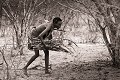Femme Bushmen ramassant du bois de feu en brousse, dans le désert du Kalahari. Botswana. Botswana 
 Bushmen 
 people 
 Kalahari 
 Central 
 Desert 
 Botswana, 
 Central Kalahari Desert, 