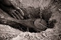 Bushmen en train de creuser et extirper du sol une racine riche en eau que les Bushmen peuvent boire durant la saison sèche, en grattant la racine et en pressant la pulpe d'où ils en tirent l'eau. Désert du Kalahari Central. Botswana. Botswana 
 Bushmen 
 people 
 Kalahari 
 Central 
 Desert 
 Botswana,
root,
racine,
water,
water,
eau,
survivre,
survival,
skils,
 