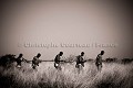Chasseurs Bushmen. De gauche à droite  : 'Qhaikgao, Xaiga, Qabate, Qoma, Xame" .  Central Kalahari Desert. Botswana. Botswana 
 Bushmen 
 people 
 Kalahari 
 Central 
 Desert,
chasseurs,
hunters,
hunting,
 