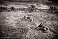 Groupe de Bushmen, en train de chasser des "lièvres-sauteur"  (Springhares) en brousse. Central Kalahari Desert. Botswana Africa 
 Afrique 
 Botswana 
 Bushmen 
 Kalahari 
 african 
 bushman 
 desert 
 désert 
 safari 
 safari photo 
 southern 
 southern africa,
lièvre,
sauteur,
springhare 