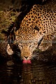 Léopard en train de boire la nuit. 
(Panthera pardus)
Afrique du Sud. leopard,
Panthera,
pardus,
big, 
five,
male,
hunt,
chasse,
approach,
cat,
félin,
prédateur,
predator,
hunting,
chasser,
mammal,
mammifère,
bush,
brousse,
Afrique,
Africa,
nuit,
boire,
eau,
langue

 