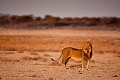 Lion mâle dans le Pan d'Etosha. (Panthera leo). Parc National d'Etosha. Namibie Lion,
félin,
Pan,
Namibie,
Parc National,
Etosha,
Panthera leo,
leo,
Namibia,
Africa,
Afrique,

 