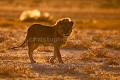 (Panthera leo). Parc National d'Etosha. Namibie. Panthera leo,
lion,
mâle,
félin,
Etosha,
Parc,
national,
lumière,
prédateur,
pan,
 