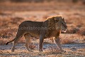 (Panthera leo). Parc National d'Etosha. Namibie. Panthera leo,
Félin,
lion,
Etosha,
Namibie,
pan,
prédateur,
Afrique,
mammifère,
 