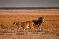 (Panthera leo). Parc National d'Etosha. Namibie. Panthera leo,
félin,
couple,
Pan,
Etosha,
Afrique,
mammifère,
reproduction,
brousse,
matin, 
parc,
national,
mâle,
femelle,
 