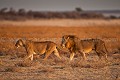 (Panthera leo). Etosha National Park. Namibie Panthera leo,
Cat,
félin,
Lion,
couple,
Pan,
Etosha,
Afrique,
Africa,
Namibie,
Namibia,
light,
lumière,
 