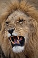 (Panthera leo). Désert du Kalahari Central. Botswana. lion,
Panthera leo,
cat,
félin,
Botswana,
head,
tête,
Kalahari,
Afrique,
Africa,
 