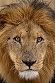 Lion du Kalahari à la saison des pluies.
(Panthera leo). Kalahari Central. Botswana Lion,
cat,
félin,
Panthera leo,
Kalahari,
Central,
Désert,
désert,
desert,
Botswana,
Afrique, 
Africa,
portrait,
vertical,
head,
 