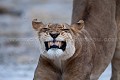 Lionne en train de s'étirer. (Panthera leo). Kalahari Central. Botswana. Lion,
lionne,
lioness,
cat,
félin,
baille,
dents,
gueule, 
étirement,
yawning,
teeth,
Panthera leo,
femelle,
female,
Botswana,
Afrique,
Africa
 