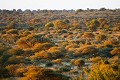  
 Africa 
 Afrique 
 Botswana 
 Kalahari 
 Wilderness 
 african 
 desert 
 désert 
 safari 
 safari photo 
 southern 
 southern africa  