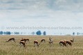  
 Africa 
 Afrique 
 Botswana 
 Kalahari 
 Wilderness 
 african 
 desert 
 désert 
 safari 
 safari photo 
 southern 
 southern africa  