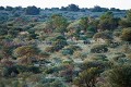 Désert du Kalahari. Bush in the Kalahari Desert. 
 Africa 
 Afrique 
 Botswana 
 Kalahari 
 Wilderness 
 african 
 desert 
 désert 
 safari 
 safari photo 
 southern 
 southern africa  