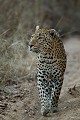  
 Afrique 
 Leopard 
 Panthera 
 South 
 Thorny Bush 
 big 
 big five 
 five 
 félin 
 léopard 
 mammal 
 mammifère 
 nature 
 pardus 
 prédateur 
 prédator 
 reserve 
 sauvage 
 sud 
 wildlife  