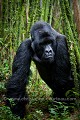 Dos argenté Gorille de montagne,  Agashya Group, Parc National des Volcans, Rwanda. (Gorilla gorilla berengei). Africa 
 Afrique 
 Agashya 
 Ape 
 Gorilla 
 Group 13 
 Groupe 13 
 National 
 Parc 
 Park 
 Rwanda 
 Volcanoes 
 Volcans 
 gorille 
 great 
 primate ,
berengei,
 