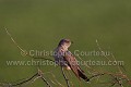Coucou gris posé en haut d'un arbre
(Cuculus canorus) Europe 
 Hongrie 
 Hortobagy 
 Hungaria 
 National 
 Park 
 parc,
coucou,
gris,
Cuculus,
canorus,
oiseau,
bird,
common,
Cuckoo 