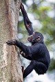 Jeune Chimpanzé grimpant sur un énorme tronc.
(Pan troglodytes).
Forêt du Parc National de Kibale. Ouganda. Afrique 
 Ape 
 Ouganda 
 Pan troglodytes 
 Uganda 
 chimpanzee 
 chimpanzé 
 mammal 
 mammifère 
 singe 