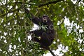 Mère Chimpanzé avec son bébé dans la canopée. (Pan troglodytes). Forêt nationale de Kibale. Ouganda. Afrique 
 Ape 
 Kibale 
 Ouganda 
 Pan troglodytes 
 Uganda 
 arbres 
 canopy 
 canopée 
 forest 
 forêt 
 mammal 
 mammifère 
 mother 
 mère 
 singe 
 tree 