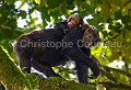 Mère Chimpanzé avec son bébé dans la canopée. (Pan troglodytes). Forêt nationale de Kibale. Ouganda. Afrique 
 Ape 
 Kibale 
 Ouganda 
 Pan troglodytes 
 Uganda 
 arbres 
 canopy 
 canopée 
 chimpanzé 
 forest 
 forêt 
 mammal 
 mammifère 
 mother 
 mère 
 singe 
 tree 