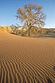  ride sable rouge désert arbre acacia Namibie Afrique 