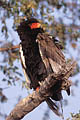 (Therathopius ecaudatus)
Khwaï River / Moremi Game Reserve / Botswana aigle bateleur oiseau rapace Afrique proie Khwai rivière Moremi Delta Okavango 