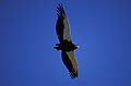 (Terathopius ecaudatus) Terathopius ecaudatus aigle bateleur oiseau proie voler Afrique ciel bleu plumes ailes Afrique bec rouge Botswana delta Okavango zone humide savane déplacer brousse 