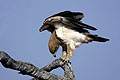 (Aquilla rapax) Aquilla rapax aigle oiseau proie Botswana Afrique delta Okavango ravisseur juvénile 