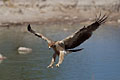 (Aquila rapax) Aquila rapax rapace aigle ravisseur chasse oiseau proie Afrique australe 