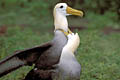  Albatros des Galapagos archipel oiseaux endémique Equateur accouplement rare danger Pacifique océan migrateur Espanola Espagnola amour 