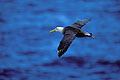 (Diomedea irrorata) oiseaux mer îles archipel Galapagos voler large rare endémique planer 
