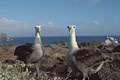  albatros Galapagos Espanola île archipel endémique oiseau Pacifique énorme lourd géant mer océan 