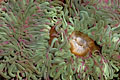  Bretagne anémone de mer cuvette eau littoral faune estran résistance 