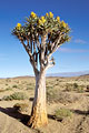 Tire son nom de l'utilisation ancestrale par les Bushmen : les branches évidées servaient de carquois...
Famille des Aloes Aloa dichotoma arbre carquois désert Namib aloes famille Bushmen Namibie endémique 