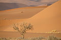  arbre acacia dunes désert sable Namib Namibie Afrique 